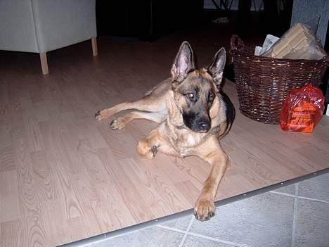 Schæferhund Zincks Gimmi billede 13