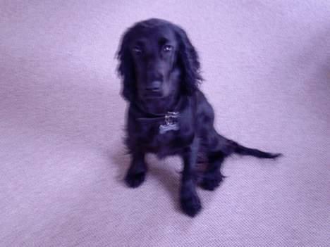 Cocker spaniel Django billede 1