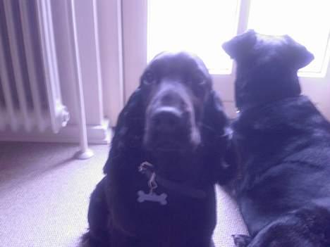 Cocker spaniel Django - Mig og min dejlige mor, Caki billede 2