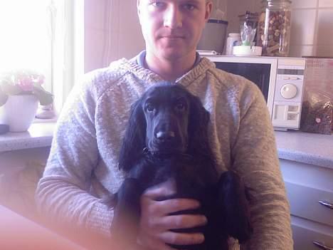 Cocker spaniel Django billede 3