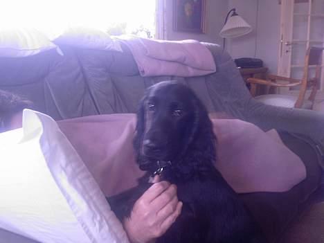 Cocker spaniel Django billede 4