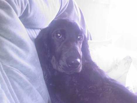Cocker spaniel Django billede 5