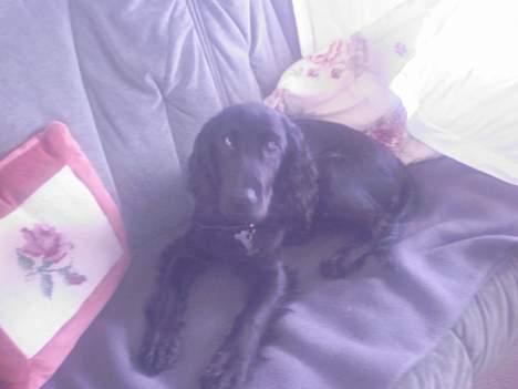 Cocker spaniel Django billede 6