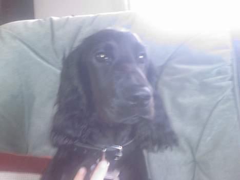 Cocker spaniel Django billede 7