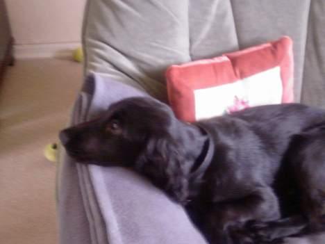 Cocker spaniel Django billede 8