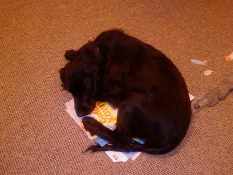 Cocker spaniel Django - Jeg elsker Guldkorn... billede 9
