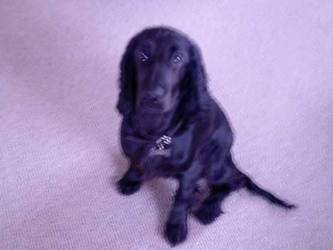 Cocker spaniel Django - Tager du snart det billede:-) billede 10