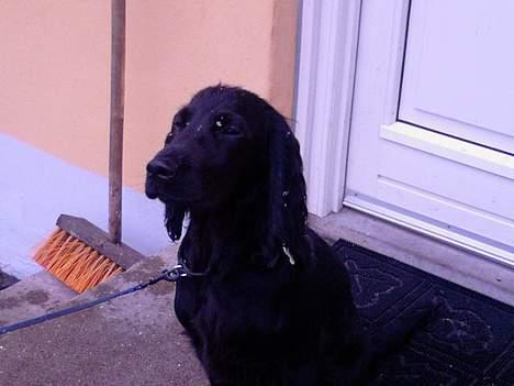 Cocker spaniel Django - Det er dejligt at sidde i den friske luft... billede 11