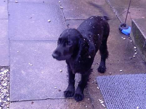 Cocker spaniel Django billede 12