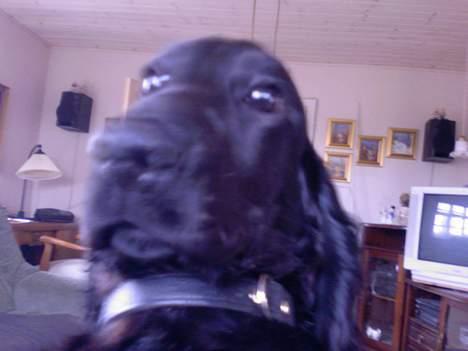 Cocker spaniel Django billede 13