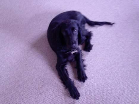 Cocker spaniel Django billede 14