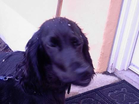 Cocker spaniel Django - Puha snefnug... billede 15