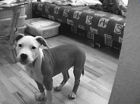 Amerikansk staffordshire terrier ,. Kato ( Ny Ejer "Tina N - Han er sku en hottie ,. ;) billede 1