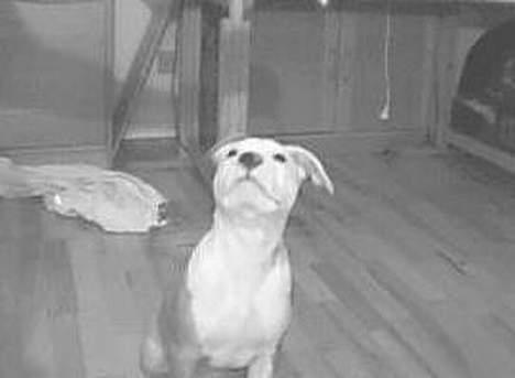 Amerikansk staffordshire terrier ,. Kato ( Ny Ejer "Tina N - Hva det dog ? billede 2