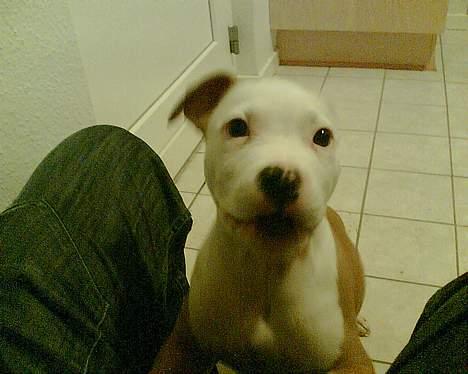 Amerikansk staffordshire terrier ,. Kato ( Ny Ejer "Tina N - Hva laver du mann ! ,.  billede 7