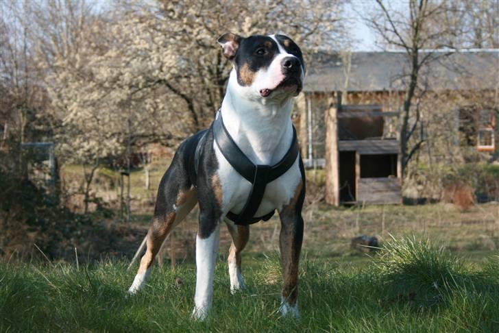 Amerikansk staffordshire terrier Amigo - Amigo på spotted.. billede 1
