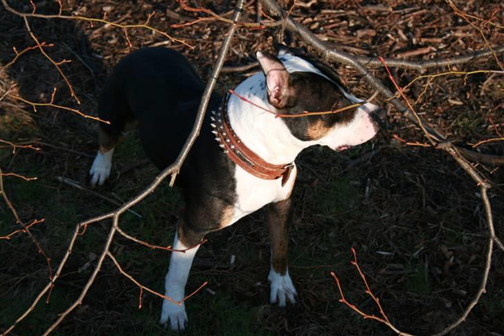 Amerikansk staffordshire terrier Amigo billede 2