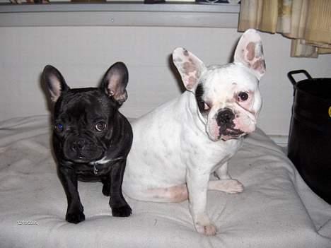 Fransk bulldog Gizmo * i hundehimlen* - Men jeg gjorde jo ingen ting. Det var hende der begyndte. billede 7