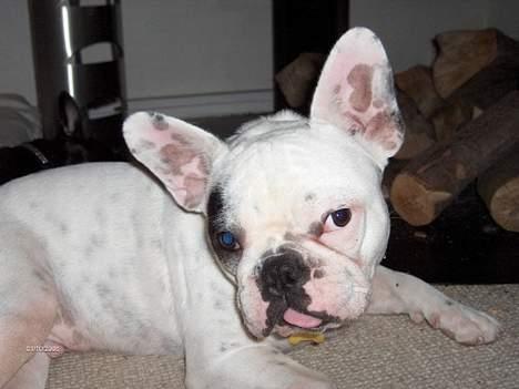 Fransk bulldog Gizmo * i hundehimlen* - Vækkede du mig bare for , at tage ENDNU et billed? billede 8
