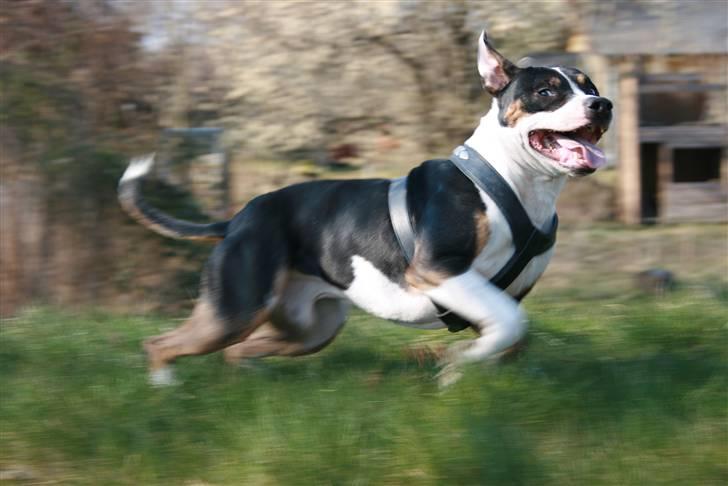 Amerikansk staffordshire terrier Amigo - Sammen med brormand og Clinton.. billede 3