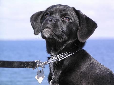 Blanding af racer Miss - På starndtur på Fur - Kan man gøre for at man er så dejlig ;-) billede 13