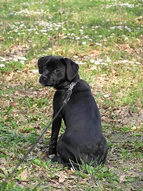 Blanding af racer Miss - skal vi allerede hjem? :-( billede 14