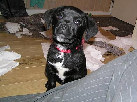 Blanding af racer Miss - Mor siger at jeg roder?? billede 15