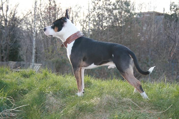 Amerikansk staffordshire terrier Amigo billede 4