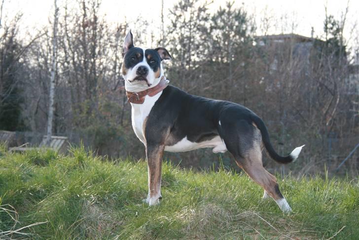 Amerikansk staffordshire terrier Amigo - Her sover amigo i hans hule. billede 5