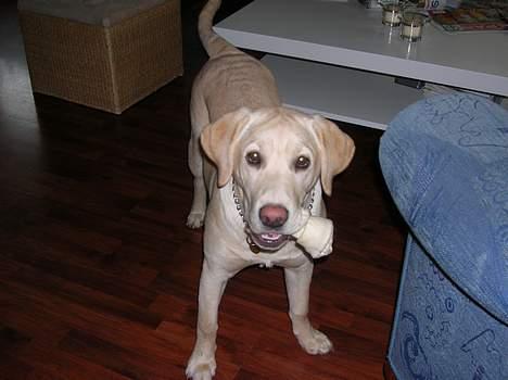 Labrador retriever Tessa - tessa´s første kødben! billede 9