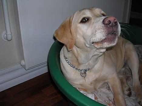 Labrador retriever Tessa - Tessa der gøer  billede 10