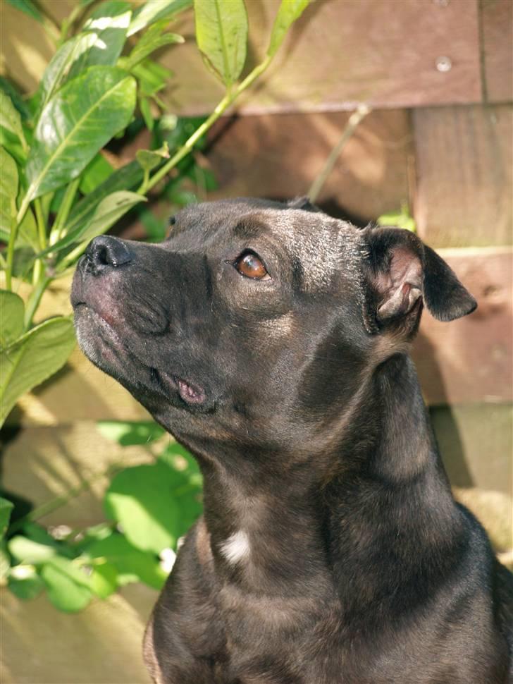 Staffordshire bull terrier Westlund Stacia billede 9