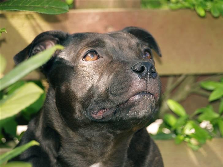 Staffordshire bull terrier Westlund Stacia billede 11