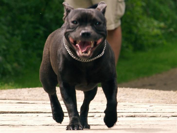 Staffordshire bull terrier Westlund Stacia billede 12