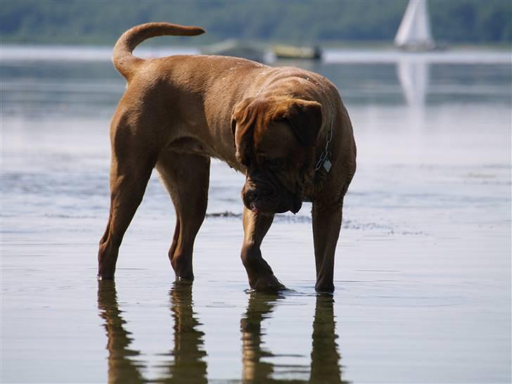 Dogue de bordeaux France Charme Chili - Chili 07 billede 15