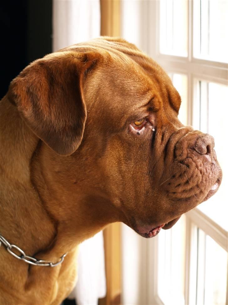 Dogue de bordeaux France Charme Chili - Chili 07 billede 16