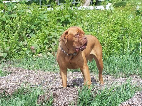 Dogue de bordeaux France Charme Chili billede 17