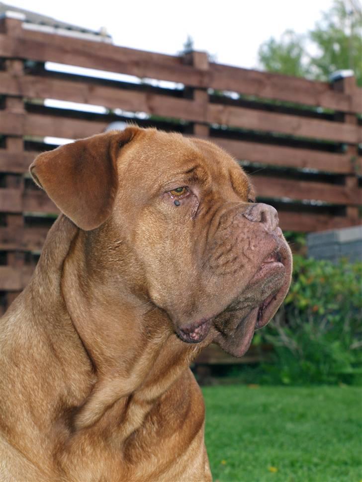 Dogue de bordeaux France Charme Chili - Sep. 08 billede 18