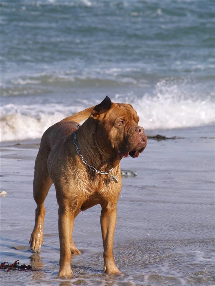 Dogue de bordeaux France Charme Chili - 08 billede 19