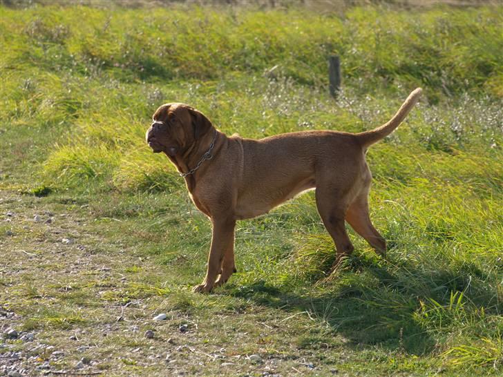 Dogue de bordeaux France Charme Chili - 08 billede 20