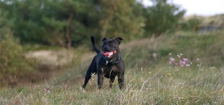 Staffordshire bull terrier Westlund Stacia - 08 billede 13