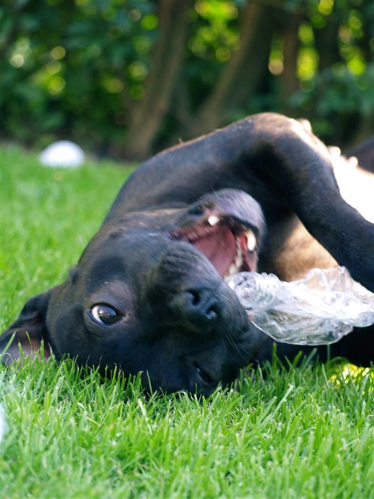 Staffordshire bull terrier Westlund Stacia - Livet er da skøøønt her hos Momme... billede 14