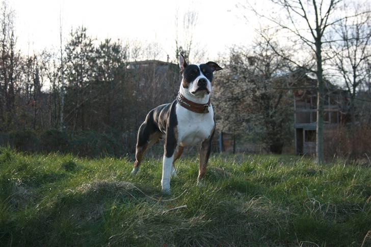 Amerikansk staffordshire terrier Amigo billede 6