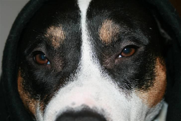 Amerikansk staffordshire terrier Amigo - Smukke øjne billede 7