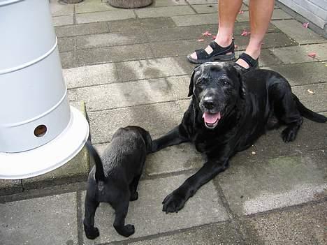 Labrador retriever Rikki *DØD* - rikki og tika billede 1