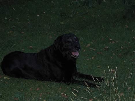 Labrador retriever Rikki *DØD* - jubii lidt ro  billede 2