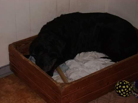 Labrador retriever Rikki *DØD* - zzzzzzzzzzzzzzzzzzzzzzzzzzzzzzz billede 3