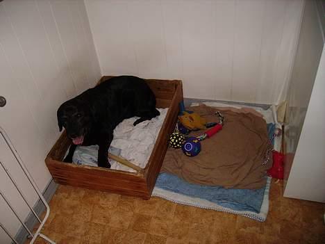 Labrador retriever Rikki *DØD* - er jeg ikke søde , som jeg ligge her? billede 4