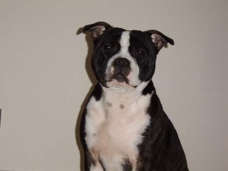 Staffordshire bull terrier Roxystaff Tyson - Tyson 1 år og 7 mdr billede 7