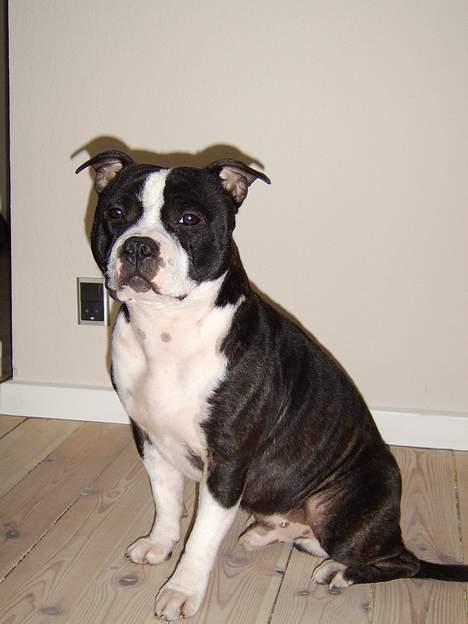 Staffordshire bull terrier Roxystaff Tyson - Tyson 1 år og 7 mdr billede 8